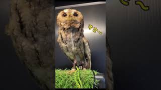 「ず」から始まる動物の名前。しりとりやワードゲームのヒントに！