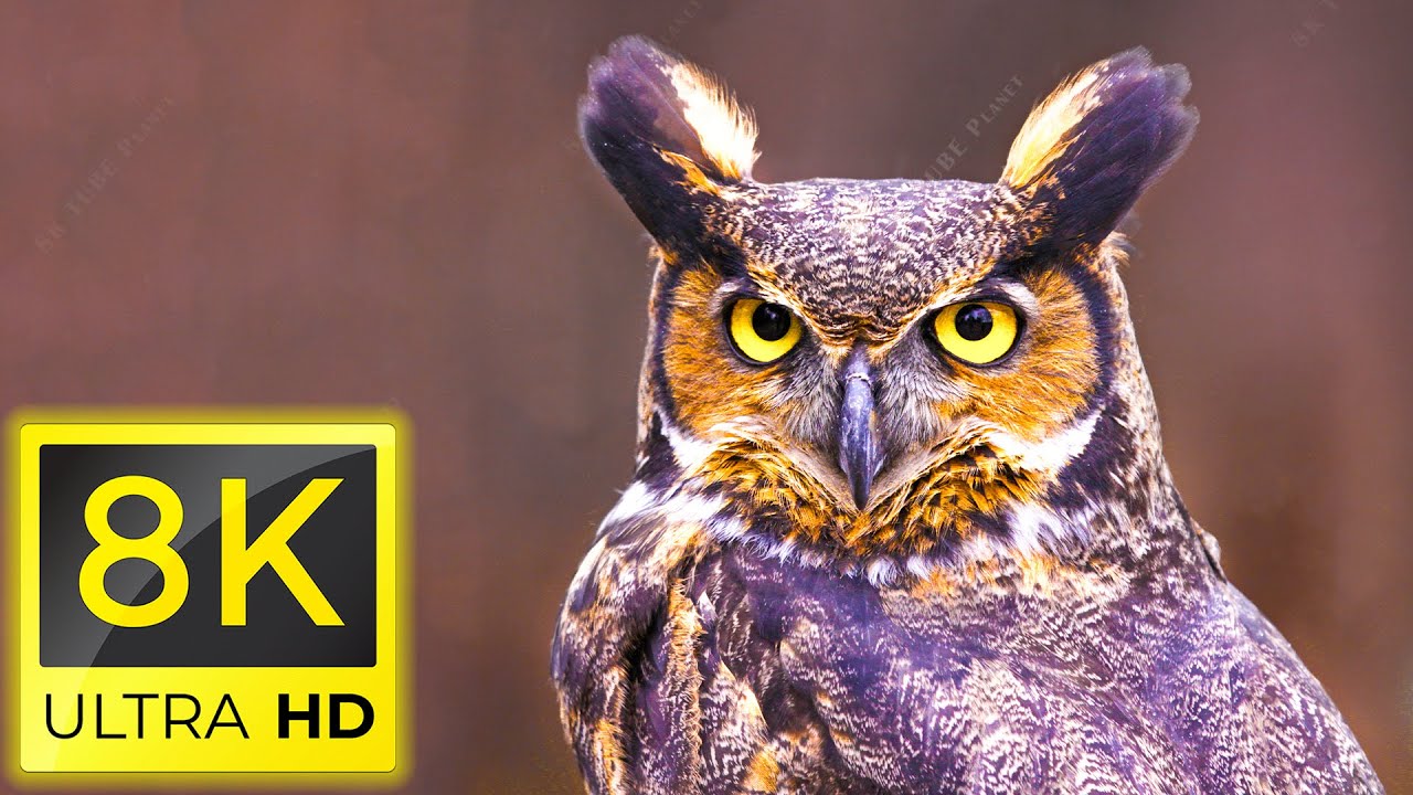 ⁣8K Birds - Amazing Beautiful Birds in The World in 8K ULTRA HD - Relaxing nature music ( 8K TV )