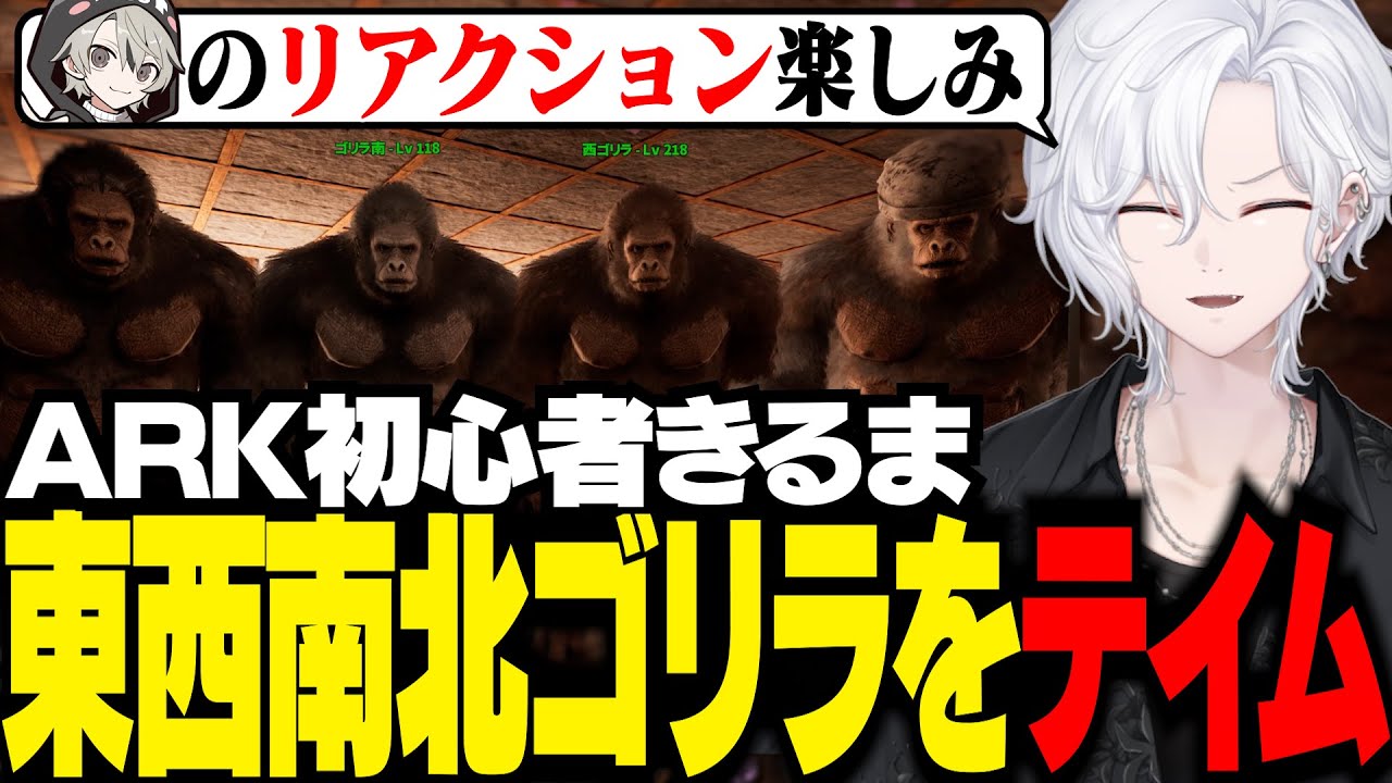 【ミドルアイランド】東西南北ゴリラをテイムするARK初心者きるま【 切嘛 / ARK  】