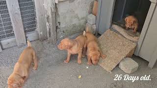 Hungarian Vizsla puppies 26 days old