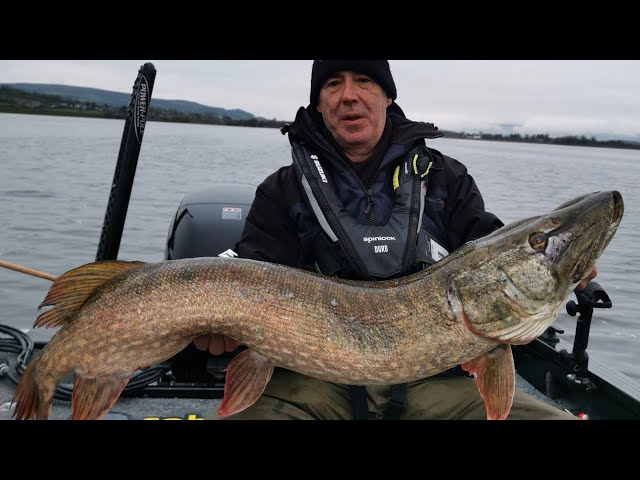 Catching a 20lb Pike with Big dead bait! 