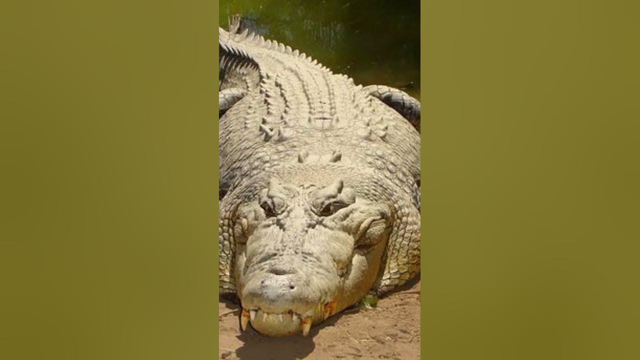 saltwater crocodile vs siberian tiger - YouTube