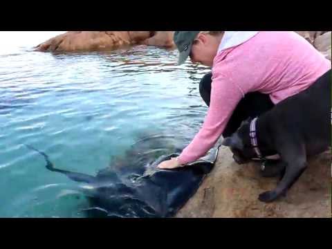 Hand feeding wild Stingrays