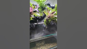 hồ bán cạn tiểu cảnh rừng rậm để bàn #hobancan #paludarium #tieucanhmini