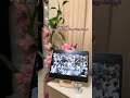 ٣٠رمضان تتوقعوا بتطلع فانسي نانسي ولا نانسي افسي    عيد