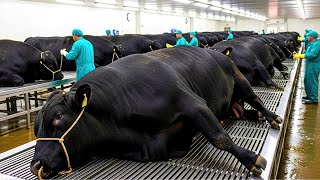 Download lagu How Millions of Wagyu Cattle Are Raised & Processed For Premium Beef – Inside Modern Wagyu Industry
