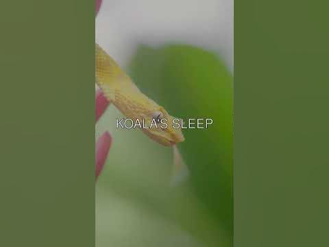 Ducks have waterproof feathers - YouTube