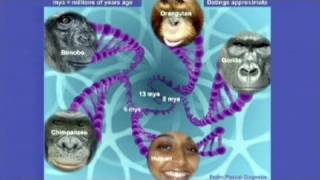 CARTA: The Orangutan, Neandertal, and Denisovan Genomes