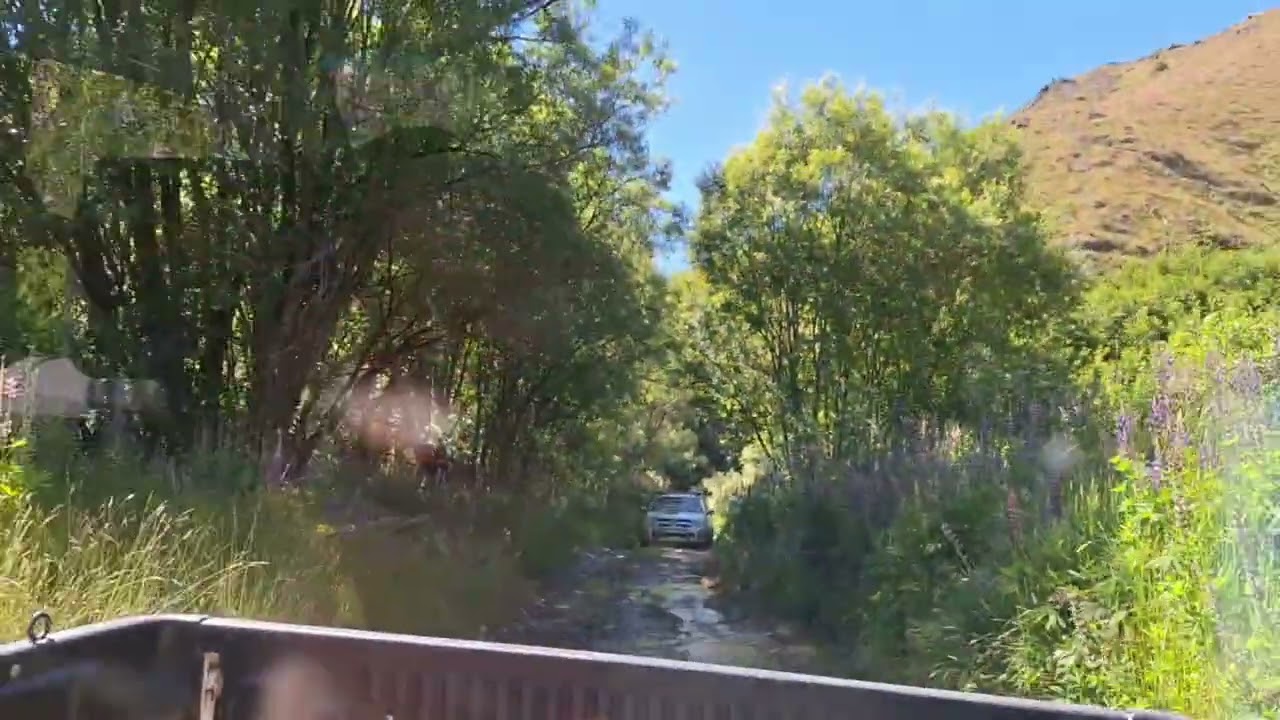 Macetown January 2026