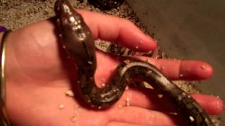 blue eyed Leucistic  Reticulated python  clutch 014.MP4