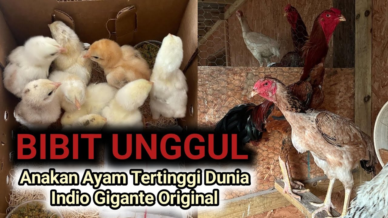 INDIO GIGANTE Calon Tinggi Besar // Suport Genetik Persilangan Ayam Cepat Besar 🔴