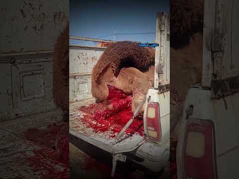 تا حالا ذبح اسلامی شتر دیدین Clips Automobile شتر کشتارگاه گوسفند ایران خراسان God Video 