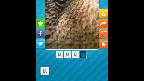 Close Up Animals 2015 Level 4 Answers 1-10