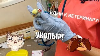 УКОЛЫ?! | КАК ОТВЕЗТИ ПОПУГАЯ К ВЕТЕРИНАРУ | ПЕРЕНОСКА ДЛЯ ПОПУГАЯ