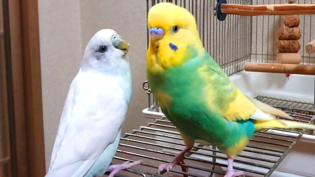 全力で妻を守るセキセイインコ - YouTube