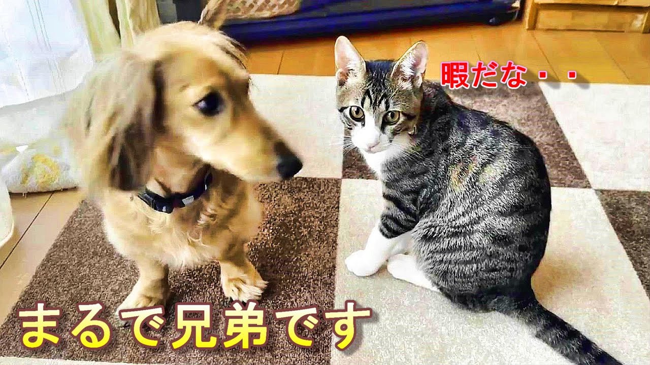 maxresdefault.jpg