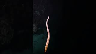 Adaptations of Aquatic Sea Snakes: Thriving in the Oceanic Environment | SGK English