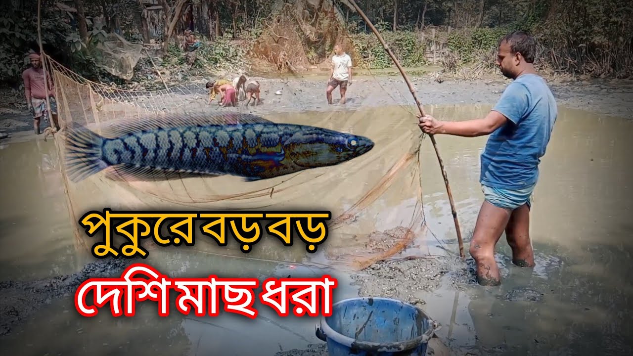 পুকুরে বড় বড় দেশি মাছ ধরা Catching Big Native Fish in a Pond 🎣🎣