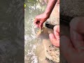 কুচে সা'প নাকি কথা শোনে দেখুন