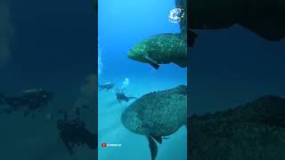 did you ever seen a fish the size of a car