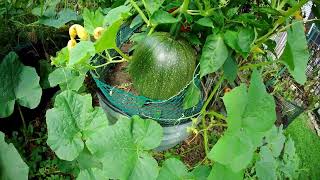 Somebody's Backyard Pumpkin Patch 8/22/25: Pie Pumpkin Era
