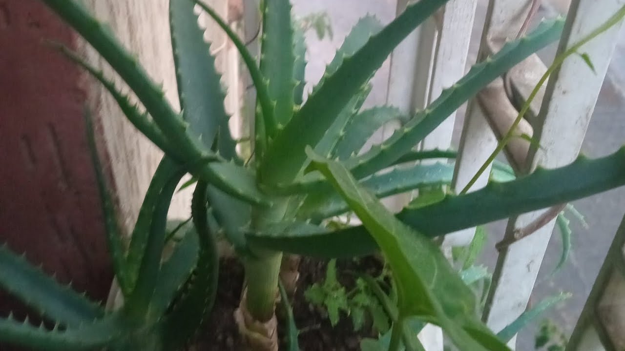 تحياتي للجميع 🌿  بصحة فطوركم🌺