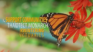 10 things you can do to help save monarchs