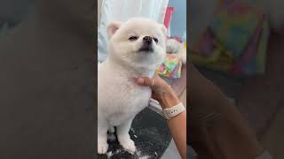 IMPRESSED BICHON FRISE puppy looking identical with polar bear after grooming #puppy #grooming