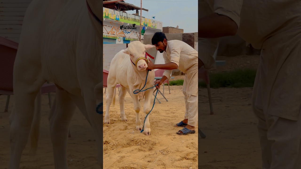 100% Pure Slaggar🤍Age 4Months🔥| From AA Cattle Farm!