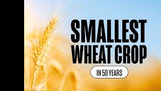 Smallest Wheat Crop in 50 Years