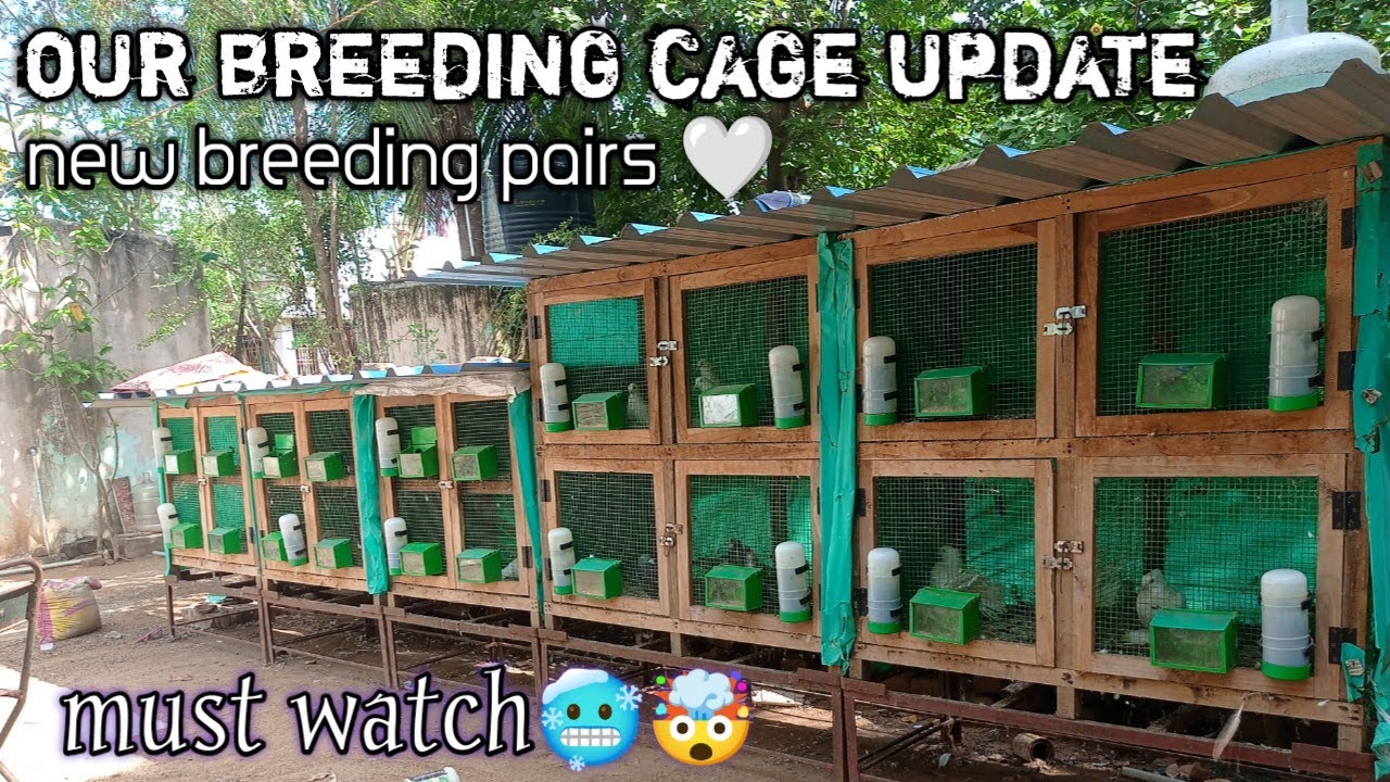 pigeon breeding loft update ❤️||ss pigeon lovers villupuram ||tamil