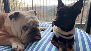 ぶるまるが病弱だった保護犬の「お兄ちゃん」役としてお散歩を教える事になりました…