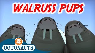 Octonauts - Walruss Pups | Full Episode | Cartoons for Kids