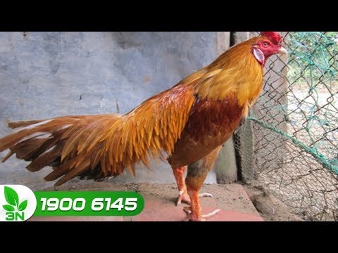 Ngã ngửa nguyên nhân khiến gà ăn nhiều vẫn gầy trơ xương | Ánh Dương HCMC | Foci