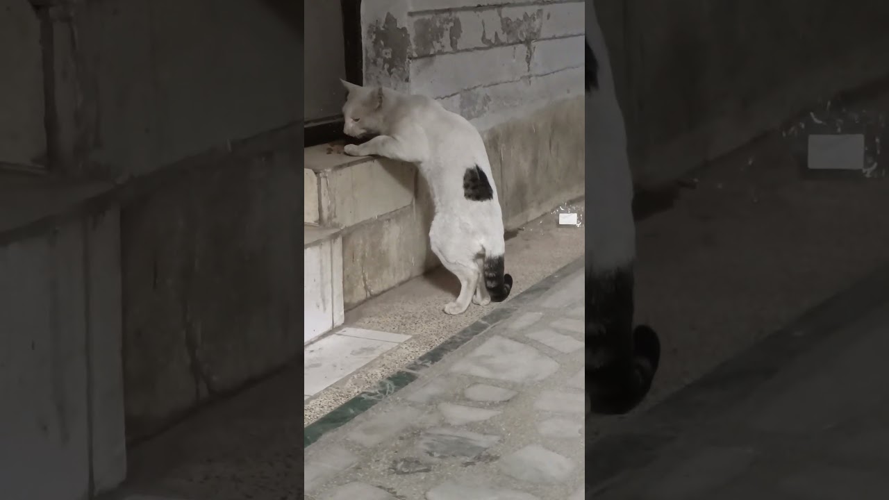 how to calm a cat in heat down बिल्लियों को नहलाने के फायदे