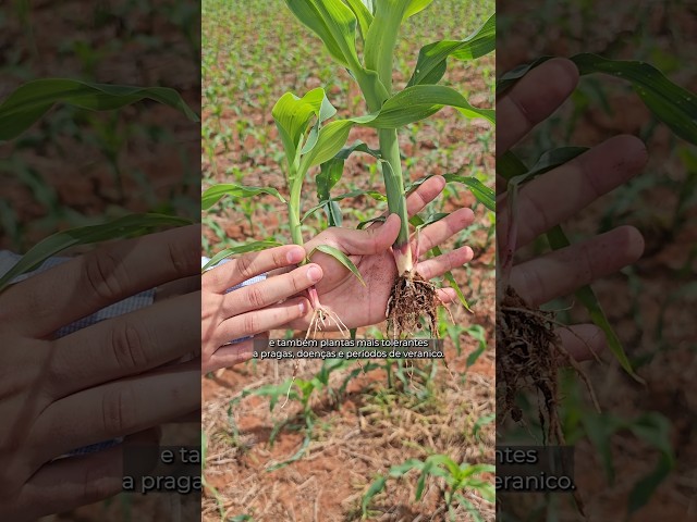 Fósforo na safrinha aumenta produtividade e rentabilidade do milho