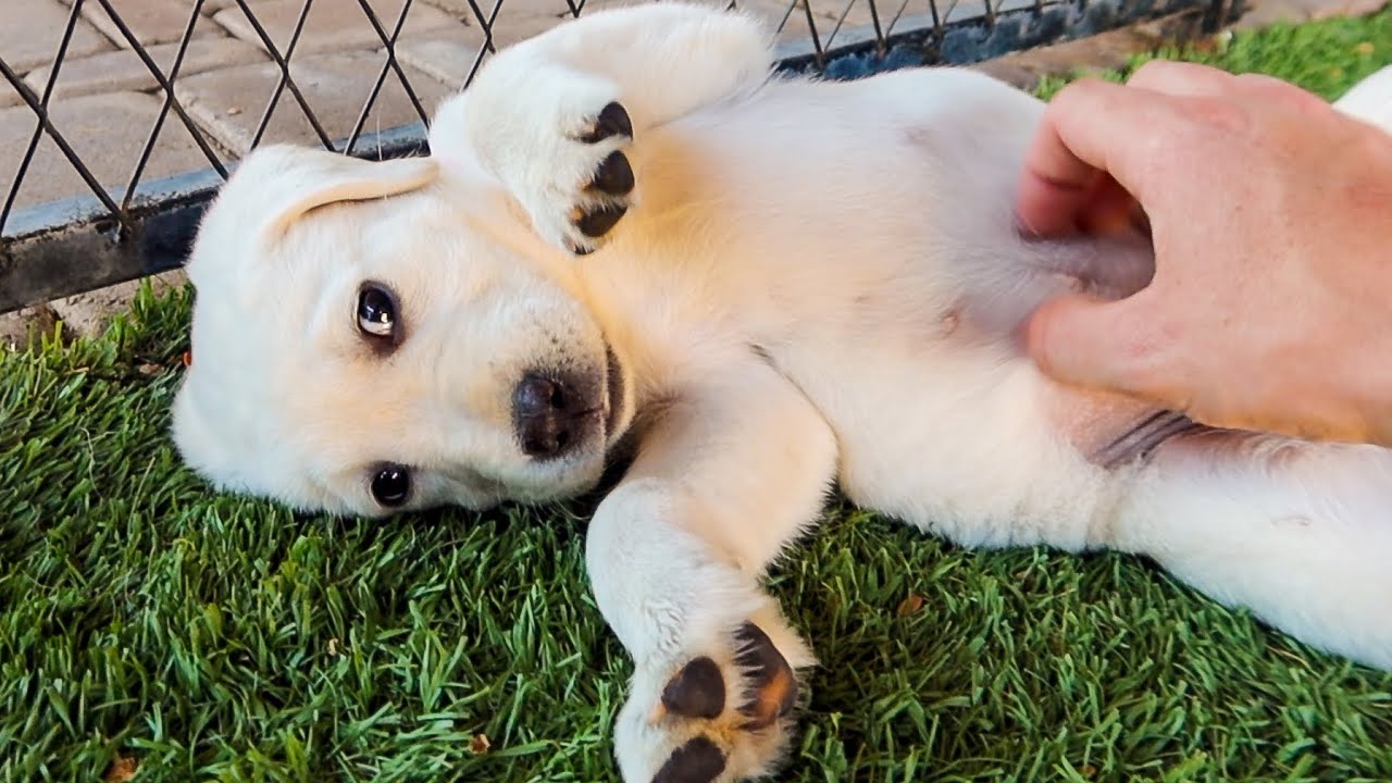 Labrador Puppies Go Crazy For Belly Rubs! YouTube