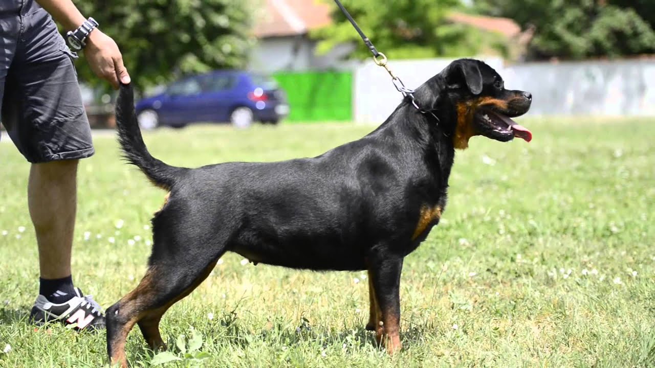 Kaiser Wappen new Rottweiler import to Brazil - YouTube