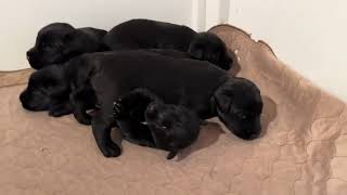 Giant Schnauzer Puppies For Training 'A' LItter 2023 Home Raised Personal Protection Family Security