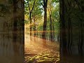 Nature On Light · Light & Silence