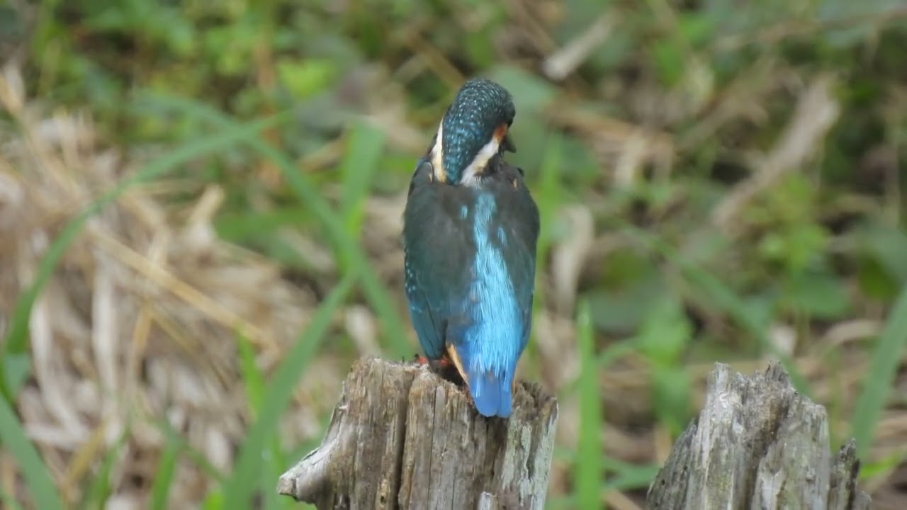 カワセミ カワセミ 川の2番子巣立ち🪶 1号、2号 #カワセミ #kingfisher