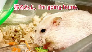 帰るわよ。I'm going home. #バターちゃん🧈 #MsMargherinaButter #薔薇です🌹#baradesu #hamster #ハムスター by 薔薇です🌹のハムスターチャンネル 23 views 2 weeks ago 1 minute, 5 seconds