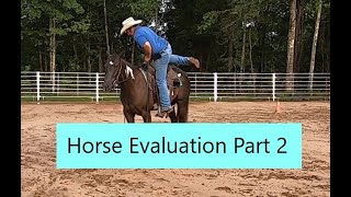 New Horse Evaluation Part 2. Owner says he's not as broke as he thought he was when he bought him.
