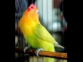 LOVE BIRD JUARA NGEKEK PANJANG MANTAB
