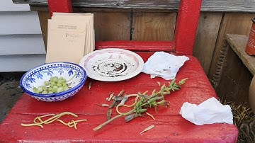 How to Save Seeds  Part 1