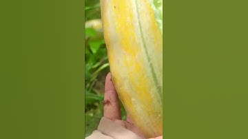 Cucumber Ripe #shorts #agriculture #fruit #cucumber #farming #rip