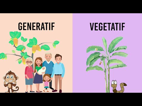 Apa Bedanya Generatif dan Vegetatif?