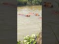 Cows Are Swimming In Pond Shortvideo Short Animals Village Shortsvideo Swimming 