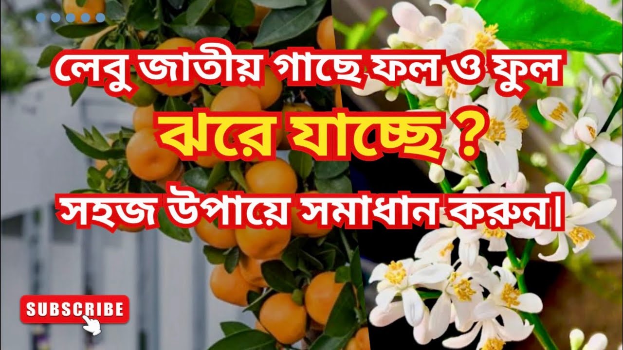 লেবু জাতীয় গাছে ফল ও ফুল ঝরে যাওয়ার সমাধান | Easy tips to fix Citrus fruits and flowers dropping.