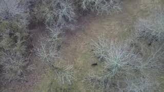 Pig Double Eagle Ranch by Daniel Maurer 18 views 3 years ago 4 minutes, 11 seconds